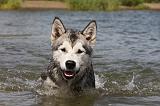 ALASKAN MALAMUTE 656